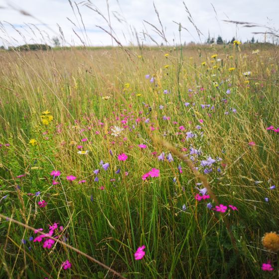 © Naturpark Bayerischer Wald