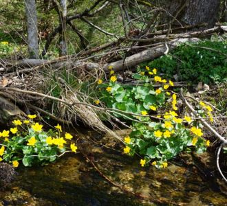 Sumpfdotterblume (Caltha palustris)