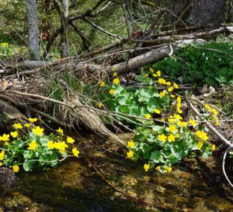 Sumpfdotterblume (Caltha palustris)